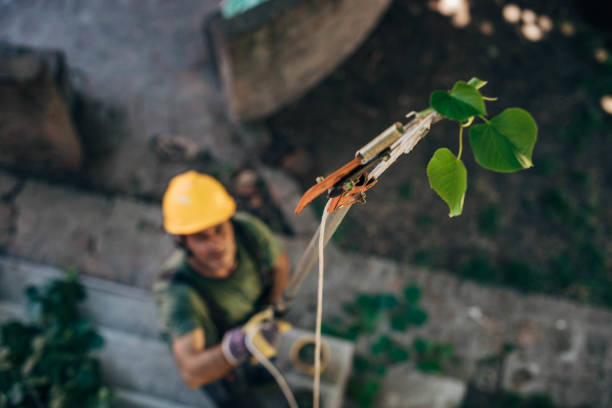 Best Tree Removal Near Me  in Riner, VA